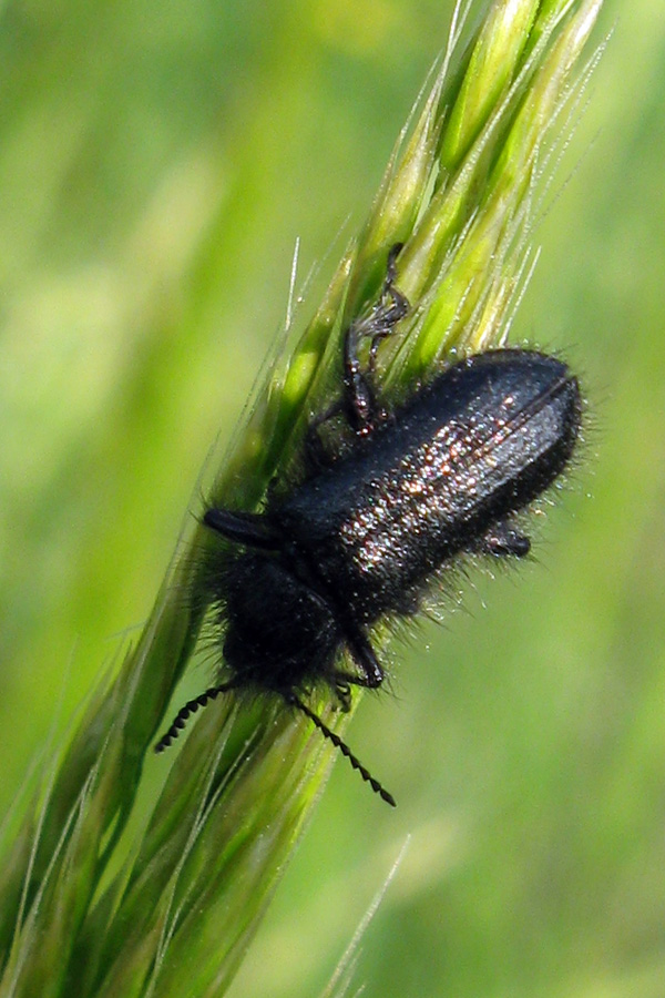 Enicopus cf. pilosus (Dasytidae)